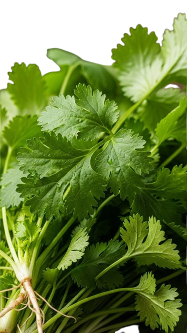Coriander Leaves