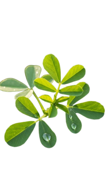 Fenugreek Leaves